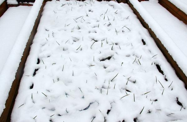 郑州49中雪景 (10)