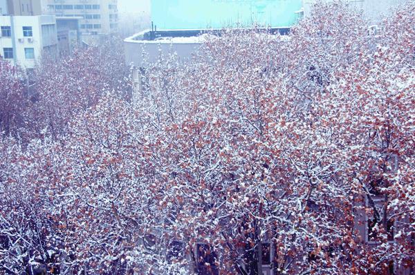 郑州49中雪景 (11)