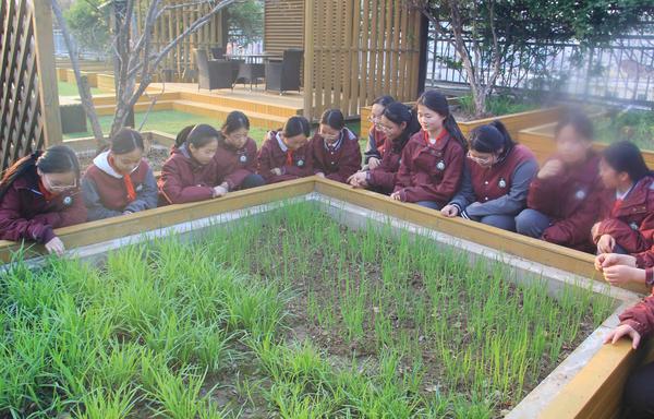 了解韭菜和葱的特点